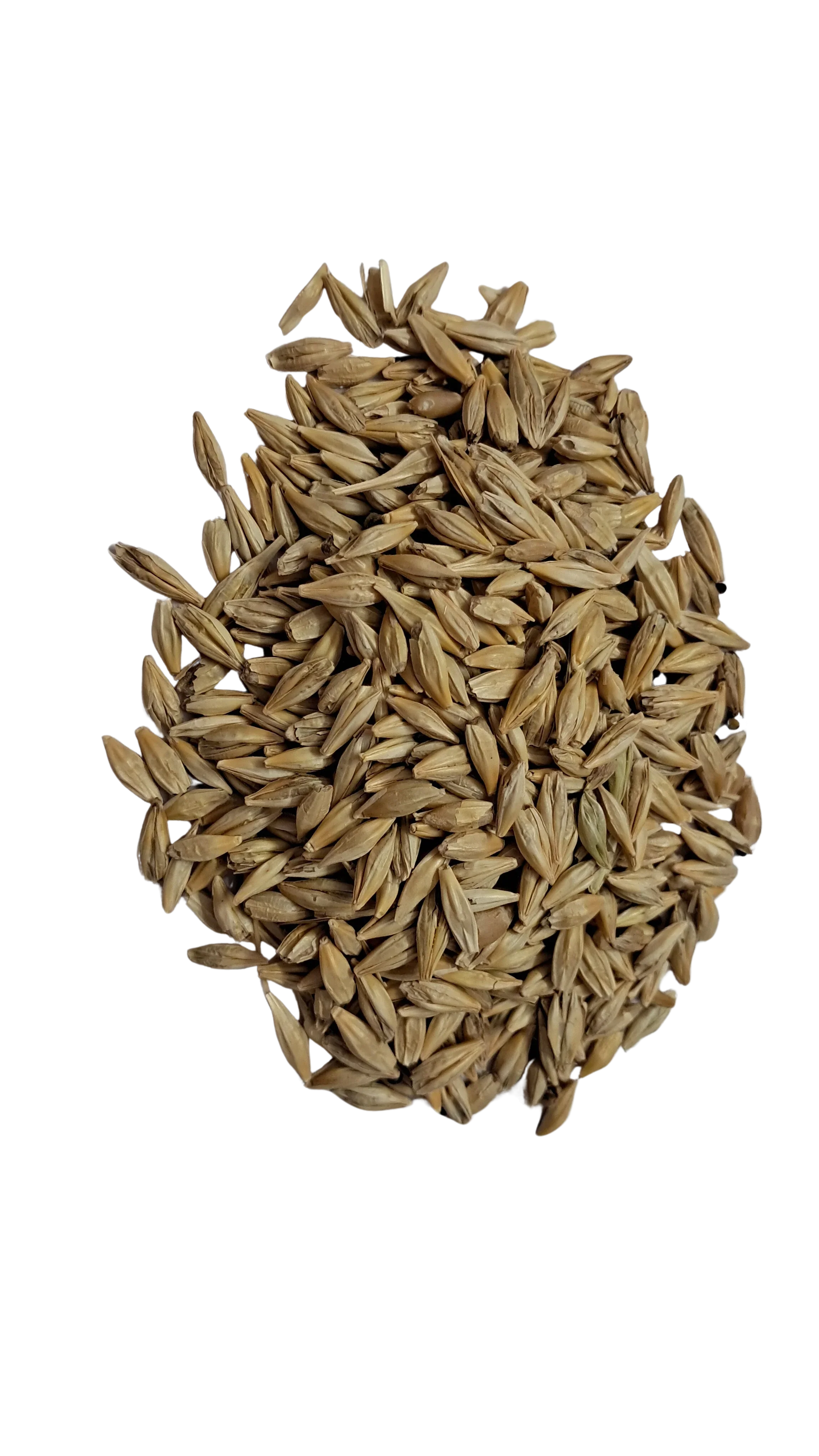 Barley