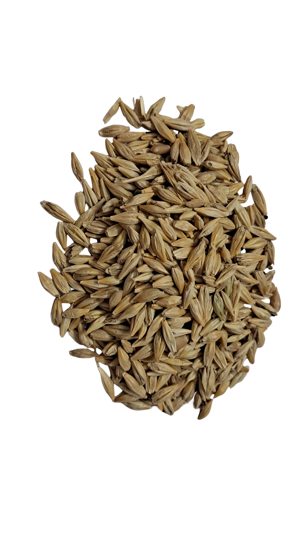 Barley